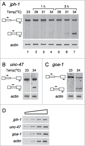 Figure 2. Splicing at latent 5′SSs is observed in C. elegans after heat shock. Semiquantitative RT-PCR analyses of RNA expressed from C. elegans grown under normal growth conditions and under different stress conditions. (A) Effect of temperature and stress duration (lanes 2–7) on latent splicing expressed from jph-1, compared to normal growth conditions (23°C, lane 1). Symbols on the left represent pre-mRNA and latent RNA. Open boxes, exons; lines, introns; narrow boxes, latent exons. The PCR analyses were performed using primer pairs from the latent exon (sense) and the downstream exon (antisense), as indicated by arrows. RT-PCR analysis of actin was used as a loading control. (B, C) Analogous RT-PCR analyses of latent splicing expressed from unc-47 (B), and goa-1 (C), after heat shock (34°C, 3 h), compared to normal growth conditions (23°C). D. RT-PCR analysis of 3-fold serial dilutions of RNA extracted from N2 worms grown under normal growth conditions, using RNA levels ranging from x9 lower to x3 larger than those used in A-C. The PCR analyses were performed using the primer pairs from the specified latent exon (sense) and the downstream exon (antisense) of jph-1, unc-47 and goa-1, as indicated in A-C, respectively, and represent the respective levels of unspliced transcripts. The results represent at least 3 independent experiments.