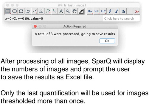 Figure 4. Flow chart part 3. After all images are processed, SParQ will summarize the process and export the data into an Excel file.