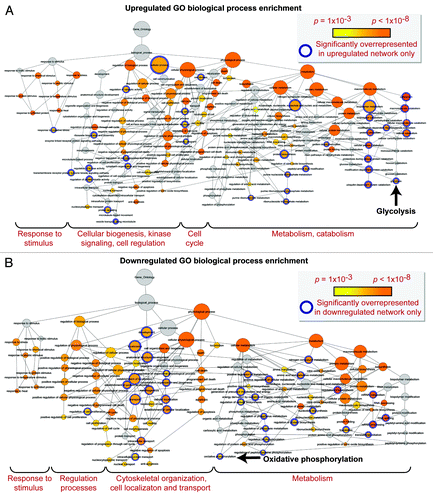 Figure 7. Gene ontology biological process prioritization within the upregulated and downregulated iPS cell subproteome networks. Unique to the upregulated network were 36 significantly overrepresented (P < 0.001) GO processes, including catabolic/metabolic functions mainly related to purine metabolism and glycolysis, cell cycle functions, and processes related to cell organization/biogenesis, kinase signaling, and an assortment of cell regulation functions (A). Unique to the downregulated network were 34 significantly overrepresented processes, associated with oxidative phosphorylation and several phosphate metabolism regulation and RNA related metabolic functions, as well as cytoskeletal structure/morphology and organization processes, cell localization, and transport (B).
