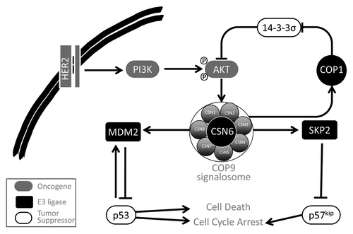 Figure 1. The COP9 signalosome (CSN) is a regulator of multiple oncogenic E3-ligases. CSN6 is activated by inputs from activated PI3K kinase pathway, as observed in breast cancers with HER2 amplification. CSN6 controls the activities of the E3 ligases COP1, MDM2 and SKP2. Through COP1, CSN mediates 14–3-3σ degradation, thereby relieving negative regulation of AKT, which, in turn, forms a positive feedback to activate CSN6. By activating MDM2 and SKP2 activity toward their tumor suppressor substrates p53 and p57kip2, respectively, CSN is hypothesized to promote oncogenesis.