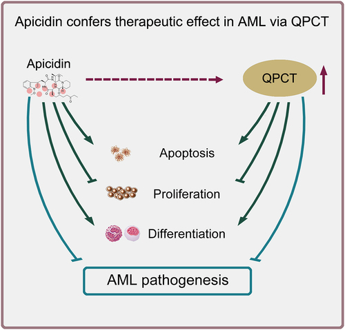 Figure 7. Schematic representation of Apicidin-mediated therapeutic effect on AML. Apicidin increases QPCT expression and confers therapeutic effect on AML by simultaneously inhibiting cell proliferation, promoting apoptosis and inducing myeloid differentiation of AML cells.
