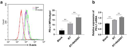Figure 4. RAD001 augmented RT-induced PD-L1 expression in CC cells. (a) PD-L1 expression in CC cells was detected using flow cytometry; (b) PD-L1 level in CC cells was measured by RT-qPCR. The radiation dose was 6 Gy, and the cell experiment was conducted 3 times. Data were displayed as mean ± SD. One-way ANOVA was employed for data comparisons between multiple groups and Tukey’s multiple comparisons test was used for the post hoc analysis. **P < 0.01.