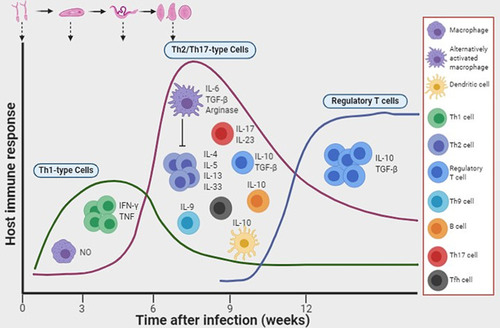 Figure 1 Induction of host immune responses after infection with schistosomes. Following infection with schistosomes, the early immune response that develops is a T helper 1 (Th1)-dependent cellular response. As the worms mature into adults and the females start to lay eggs, there is an increased production of interleukin-10 (IL-10) by dendritic cells, and a Th2 response ensues. In addition, B cells produce IL-10 in response to antigens derived from eggs and adult worms. Populations of regulatory T cells and alternatively activated macrophages also develop. Image created with BioRender (app.biorender.com)