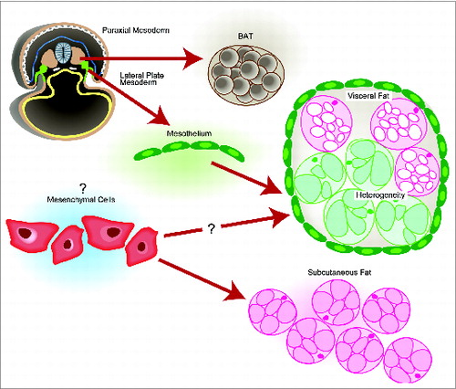 Figure 1. A simplified cartoon placing our findings (Reference 1) into the context of pre-existing knowledge on the origins of the major murine adipose tissues. In an E8.5 mouse embryo, the Myf5+ cells in the paraxial mesoderm give rise to BAT. Mesothelial cells (express Wt1, indicated in green), which come from the lateral plate mesoderm, were able to contribute to adipocytes in all visceral fat pads (indicated in green). Like other visceral organs, visceral fat pads are also covered by mesothelium. The origin of subcutaneous WAT is not clear.