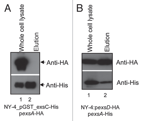 Figure 10 ExsD binds ExsA when expressed concurrently in vivo while GST-fused ExsC does not bind ExsA. Western blots of NY-4 grown in LB-S with co-expression of ExsA with either (A) GST_ExsC_6xHis, or (B) ExsD_HA. ExsA_HA was not eluted with GST_ExsC_6xHis, but ExsD_HA was eluted with ExsA-6xHis indicating that ExsC does not bind ExsA while ExsD does bind ExsA. Specificity of the nickel column for isolation of 6xHis tagged proteins is shown in Figure 6.