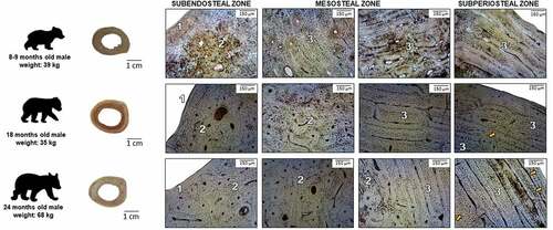 Figure 1. Microstructure of femoral bone in brown bears cubs. 1: non-vascular bone tissue, 2: dense Haversian bone tissue, 3: plexiform bone tissue with isolated secondary osteons, orange arrows: lines of arrested growth (LAGs).