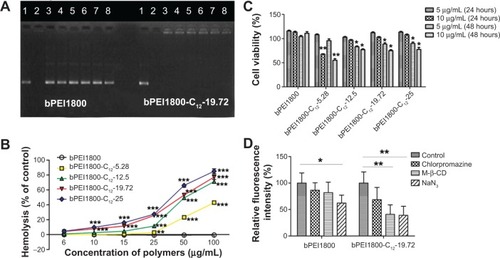 Figure 3 Characterization of bPEI1800-C12 and bPEI1800-C12/DNA polyplexes.Notes: (A) Heparin displacement assay of bPEI1800/DNA polyplexes and bPEI1800-C12-19.72/DNA polyplexes. Both of the polyplexes were prepared at a weight ratio of 3:1 (polymer to DNA) and exposed to various concentrations of heparin in HBS (pH 7.4) for 1 hour at room temperature. Lane 1: naked DNA; lane 2: 0.01 mg/mL heparin; lane 3: 0.25 mg/mL heparin; lane 4: 0.5 mg/mL heparin; lane 5: 1.0 mg/mL heparin; lane 6: 2.0 mg/mL heparin; lane 7: 3.0 mg/mL heparin; lane 8: 4.0 mg/mL heparin. (B) Hemolysis assay of bPEI polymers at pH 7.4, n=3, **P<0.01, ***P<0.001 versus bPEI1800 of the same concentration. (C) Cytotoxicity of polymers on 4T1 cells after 24 and 48 hours’ incubation, n=3, *P<0.05, **P<0.01 versus bPEI1800 of the same concentration and incubation time. (D) Effects of chemical endocytosis pathway inhibitors on the internalization of fluorescein isothiocyanate-labeled bPEI1800/DNA and bPEI1800-C12-19.72/DNA polyplexes in 4T1 cells after 4 hours’ incubation, n=3, *P<0.05, **P<0.01. 5.28, 12.5, 19.72, and 25 represent the substitution degree of C12.Abbreviations: bPEI, branched polyethylenimine; bPEI1800, bPEI with molecular weight 1,800 Da; bPEI1800-C12, bPEI1800 grafted with hydrophobic C12 chains; HBS, N-(2-hydroxyethyl) piperazine-N’-ethanesulfonic acid-buffered saline; M-β-CD, methyl-β-cyclodextrin.