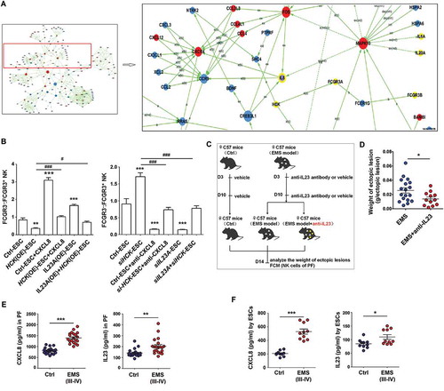 Figure 7. The HCK-CXCL8-IL23A signal axis of ESCs regulates FCGR3− NK cells differentiation. (a) KEGG database-derived bioinformatics analysis about the relationship between HCK downstream cytokines (CXCL8, IL23A and IL1A), Fc receptors FCGR3A and FCGR3B. (b) (left) After coculture with Ctrl-ESC, HCK (OE)-ESC, CXCL8 protein (100ng/ml) and/or IL23A (OE)-ESC for 48 h; (right) After coculture with Ctrl-ESC, siHCK-ESC, anti-CXCL8 (2 ug/ml) and/or siIL23A-ESC for 48 h, the ratio of FCGR3−:FCGR3+ NK cells (n = 6, right) were analyzed by FCM (one-way ANOVA). (c,d) The weights of EMS-like lesions from C57BL/6 EMS mice (n = 8 mice/group) were counted after treatment with or without intraperitoneal injection of anti-mouse IL23A neutralizing antibody (anti-IL23A, 0.1 mg/kg/d) on day 3 and day 10 (Student t test). (e,f) The concentration of CXCL8 and IL23A in PF from healthy control (n = 20) and EMS patients (stage III and IV, n = 20), supernatants of ESCs from healthy control (n = 10) and EMS patients (stage III and IV, n = 10) were detected by ELISA (Student t test). CXCL8, recombinant human CXCL8 protein; anti-CXCL8, anti-human CXCL8 neutralizing antibody. Data are expressed as the mean± SEM. *P < 0.05, **P < 0.01and ***P < 0.001 (compared to Ctrl-ESC); #P < 0.05 and ###P < 0.001 (compared to HCK (OE)-ESC or siHCK-ESC group).