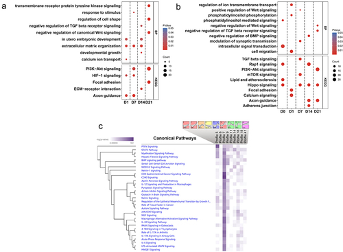 Figure 4. (a) BP and KEGG pathway enrichment analysis of DMRs-associated genes between control SMSCs and osteogenic induced SMSCs at each time point. (b) BP and KEGG pathway enrichment analysis of DMRs-associated genes between AS and DL prior to and after osteogenic differentiation at each time point. (c) IPA canonical pathway analysis of DMRs-associated genes from 9 significant time-series profiles detected by STEM.