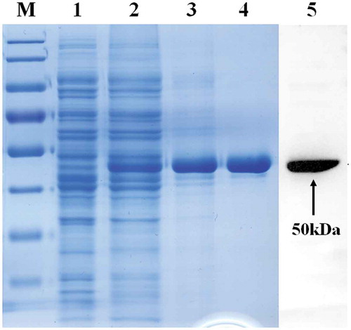 Figure 1. Analysis of purified recombinant BHc protein during various purification steps by SDS-PAGE and western bolt. The soluble fraction and purified BHc were subjected to 10% SDS-PAGE and Western blot analysis using hyperimmune anti-neurotoxin B serum. Lane 1, pTIG-Trx vector transformed cell lysates; Lane 2, pTIG-Trx-BHc transformed BL21 cell lysates; Lane 3, MMC column purified products; Lane 4, Source 30s column purified products; Lane 5, Western blot analysis; M, protein markers 180, 130, 95, 72(red), 55, 43, 34, 26 and 17 KDa (from top to bottom); An arrow indicates the position of the BHc.