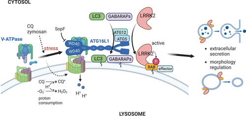 Figure 1. A schematic model of LRRK2 regulation by CASM through the V-ATPase-ATG16L1 axis. CASM-inducing stimuli, such as chloroquine (CQ) or zymosan treatment, cause pH-increasing stress to lysosomes and upregulate the V-ATPase-ATG16L1 axis, which then recruits LRRK2 as well as Atg8-family proteins onto lysosomes. LRRK2 is activated on membranes and phosphorylates RAB GTPases there, leading to the extracellular secretion of lysosomal contents and morphological regulation of lysosomes. This figure was created with BioRender.com.