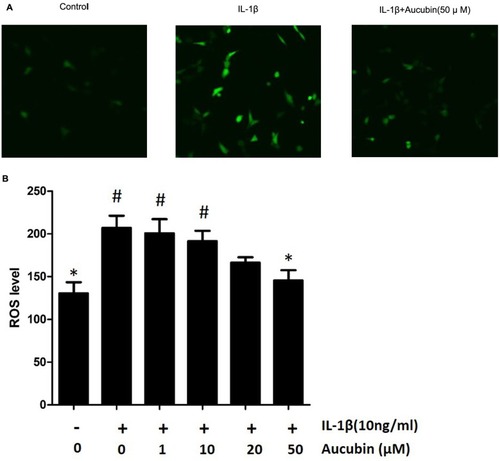 Figure 6 Aucubin attenuates ROS generation in IL-1β-induced chondrocytes. The ROS level represented by fluorescence in chondrocytes visualized under confocal microscopy (A) and cellular ROS levels were measured by spectrophotometer (B) Data are expressed as mean ± SEM for three independent experiments. *Statistically significant difference (P<0.05) versus the IL-1β group. #Statistically significant results (P <0.05) versus control.