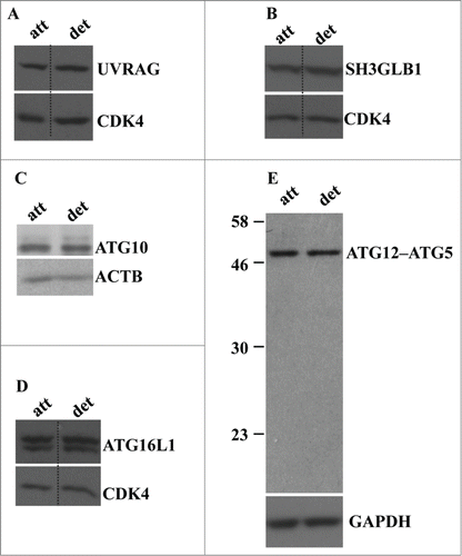 Figure 3. Detachment from the ECM does not alter the levels of UVRAG, SH3GLB1, ATG16L1, ATG10, and ATG12-ATG5 conjugate in intestinal epithelial cells. (A–D) IEC-18 cells were cultured attached to (att) or detached (det) from the ECM for 20 h and assayed for the expression of the indicated proteins by western blot. CDK4 was used as a loading control in (A, B, D), ACTB in (C) and GAPDH (glyceraldehyde 3-phosphate dehydrogenase) in (E).
