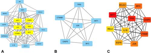 Figure 5 Identification of Key targets of THSWD against AGA. (A) PPI network of significant proteins extracted from 45 potential targets (B) PPI network of candidate THSWD targets for AGA treatment extracted from A. (C) the top 10 key genes obtained from CytoHubba plugin analysis.