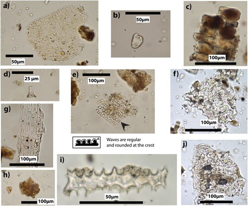 Figure 5. Selected images of phytolith material from WF16 and ‘Ain Ghazal. (A) Dicotyledonous sheet phytolith, sample 2459, WF16; (B) Dicotyledonous platey phytolith, sample 6253, WF16; (C) Multi-celled stacked bulliform phytoliths from Phragmites sample 3853, WF16; (D) Single short cell rondel phytolith, sample 2970, WF16; (E) Multi-celled elongate crenates from Lolium, sample 2973, WF16; (below E, sketch of Lolium waves reproduced from (Rosen Citation1992); F) Multi-celled elongate dendriforms from Hordeum, sample 17, Ain Ghazal; (G) Multi-celled phytolith from Phragmites leaf, sample 6109, WF16; (H) Silica Aggregate, formed in woody dicots, sample 2459, WF16 (I) Single elongate dendriforms phytolith, sample 59, Ain Ghazal; (J) Multi-celled elongate dendriforms from Triticum, sample 55, Ain Ghazal.