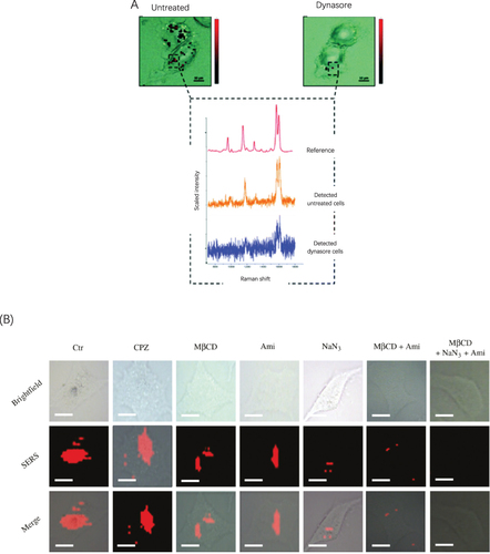 Figure 7 Cellular uptake analysis of the drug delivery systems based SERS. (A) SERS map images for breast cancer cells incubated AuNPs with (right) or without dynasore (left). Scale bars indicate 5 μm. Reproduced from Kapara A, Brunton V, Graham D, Faulds K. Investigation of cellular uptake mechanism of functionalised gold nanoparticles into breast cancer using SERS. Chemical Science. 2020;11(22):5819–5829. Creative Commons.Citation80 (B) Raman mapping of HepG2 cells following incubation with BP-Au NSs, following treatment with various endocytic inhibitors. A scale bar of 10 μm is included for reference. Reproduced from Zhao H, Zhang W, Liu Z et al. Insights into the intracellular behaviors of black-phosphorus-based nanocomposites via surface-enhanced Raman spectroscopy. Nanophotonics. 2018;7(10):1651–1662. Creative Commons.Citation95