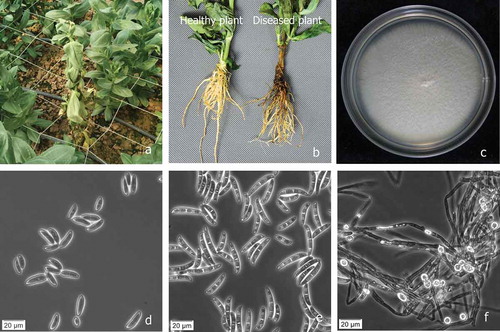 Fig. 1 (Colour online) Disease symptoms on lisianthus plant and morphological features of Fusarium solani. a, Fusarium wilt of lisianthus plants infected by F. solani in the field in Fujian Province, China. b, Healthy plant (left), diseased plant with brown and rotting infected roots and stem (right). c, Colony of F. solani grown on potato dextrose agar at 25°C for 7 days. d, Microconidia. e, Macroconidia. f, Chlamydospores. Scale bars: d, e, f = 20 μm.