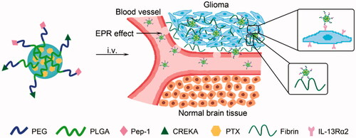 Figure 1. Design of Pep-1 and CREKA dual-conjugated PEG-PLGA nanocarrier (PC-NP) for glioma targeting delivery based on the strong binding capacity of CREKA to fibrin–fibronectin complexes and IL-13Rα2-mediated endocytosis.
