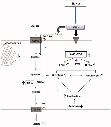 Figure 11. The effects and mechanisms of ISL-NLs on AMPK/mTOR-mediated glycolysis in CRC. ISL-NLs induced the inhibitory effects on glycolysis pathway by regulating AMPK and Akt/mTOR mediated glycolysis and signalling. ISL-NLs induced CRC cell death through reduction of the glycolysis lactate, which may be regulated in the alternative metabolic pathways for CRC adjuvant therapy.