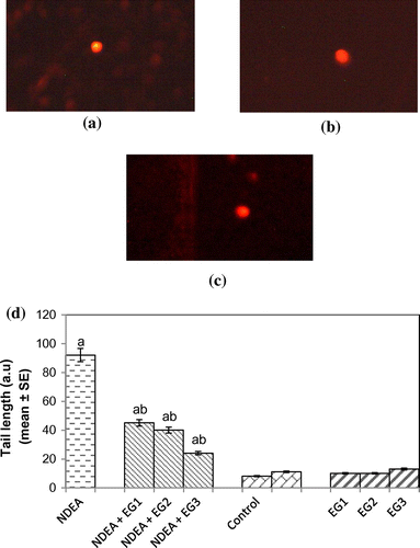 Figure 9. (a) Control, (b) treated with NDEA (0.1 mg/ml), and (c) Rats exposed to 0.1 mg/ml of NDEA along with 15 mg/ml of epigallocatechin gallate (d) Comet tail length in rat hepatocytes after 21 days of treatment of rats with NDEA alone and together with different amounts of epigallocatechin gallate.