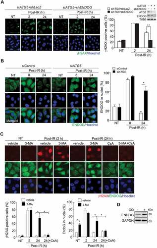 Figure 4. ENDOG released from mitochondria sustains nDNA damage. (A) The role of ENDOG in nDNA damage. Cells infected with lentivirus of the shRNA of ENDOG for γH2AX IF staining at the time recovery from IR. Left: representative images of γH2AX IF staining, scale bar: 20 μm. Right: the percentage of γH2AX foci positive cells in cells with and without ENDOG knockdown (n ≥ 100) from three independent experiments (mean ± SEM, ** P < 0.01). Inset shows ATG5 and ENDOG knockdown by western blot. (B) nuclear localization of ENDOG. ENDOG IF staining before and after recovery from IR. Left: the representative images of ENDOG IF staining, scale bar: 20 μm. The percentage of cells (n ≥ 100 cells) with ENDOG in nuclei was quantitated and shown in the bar graph. Data are presented as mean ± SEM from three independent experiments (* P < 0.05). (C) Effect of 3-Methyladenine (3-MA) on IR (5 Gy)-induced nDNA damage. representative images of γH2AX and ENDOG IF staining during recovery from IR for 2 h or 24 h in cells with or without 3-MA treatment, or 3-MA coupled with CsA treatment, scale bar: 20 μm. The bar graphs show the percentage of γH2AX foci positive cells and the percentage of cells with ENDOG in nuclei, respectively in cells with or without 3-MA treatment (n ≥ 100) from three independent experiments (mean ± SEM, * P < 0.05). (D) Western blot of ENDOG in cells with or without CQ (50 μM) treatment for 24 h. GAPDH was used as internal control