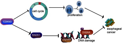 Figure 7 CDKN3 promoted esophageal cancer progression and enhanced cisplatin resistance through RAD51.