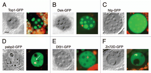 Figure 6 Nuclear bodies were induced in lines from the Carnegie Protein Trap Library.Citation12 In each case, a specific protein is labeled with GFP, making it possible to determine whether that protein is included or excluded from the body. For protein abbreviations see the text and Flybase (http://flybase.org/). Twenty-two protein trap lines were examined, as shown in Table S1. Bar = 10 µm.