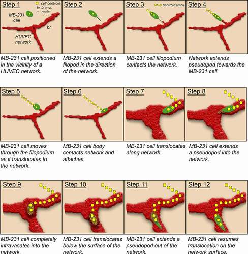 Figure 13. Model of the behaviors revealed here of tumorigenic MB-231 cells interacting with a HUVEC network. Green, MB-231 cells; red, HUVEC network; gold, MB-231 cell within the HUVEC network; yellow dots, centroid path of MB-231 cell; black line, filopod extended by MB-231 cell; red projection, cytoplasmic HUVEC projection connecting to the MB-231 filopod