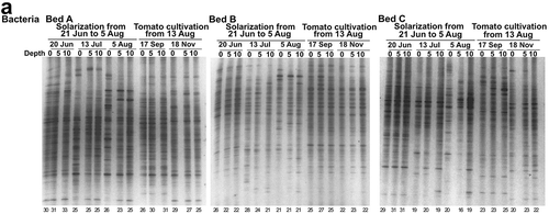 Figure 4 DGGE band patterns of bacterial (a) and fungal (b) communities in soil under solarization treatment and subsequent tomato cultivation in the experiment 2. The solarization was conducted from 21 June to 5 August 2013 and tomato seedlings were planted on 13 August 2013. Depth of soil: 0, 0–5 cm; 5, 5–10 cm; 10, 10–15 cm. Number of bands is shown at the bottom of each lane.