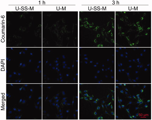 Figure 4. CLSM images of MG-63 cells treated with coumarin-6-loaded U-SS-M and U-M for 1 and 3 h, respectively.