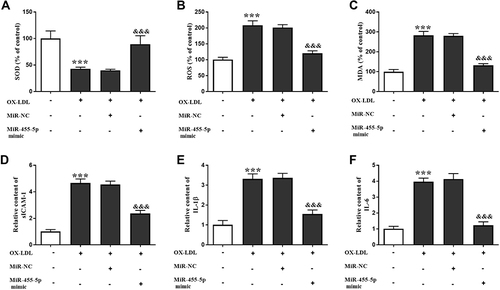 Figure 4 MiR-455-5p overexpression can reverse the influence of ox-LDL on cell oxidative stress and inflammatory response. (A–C) ox-LDL treatment led to the decreasing of SOD and increasing in ROS and MDA, which was reversed by miR-455-5p overexpression. (D–F) Levels of inflammatory factors were also elevated after ox-LDL treatment, and miR-455-5p played the opposite role by inhibiting the release of sICAM-1, IL-1β, and IL-6. ***Means P < 0.001 when compared with the HC group; &&&Means P < 0.001 when compared with the ox-LDL group.
