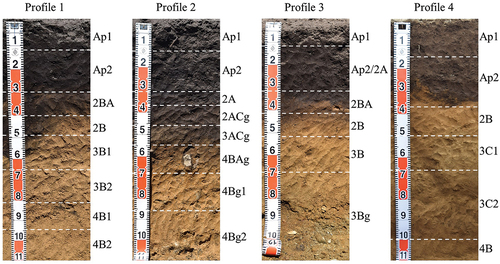 Figure 2. Photographs of the four soil profiles surveyed at different topographical positions.