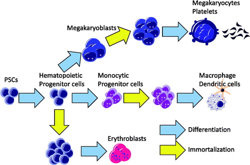Figure 2. Immortalization of hematopoietic progenitor cells from human PSCs. Hematopoietic progenitor cells can be immortalized by introducing appropriate transcription factors.