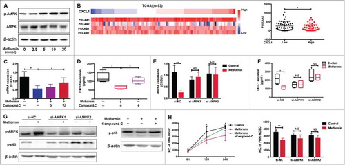 Figure 4. Metformin downregulates CXCL1 expression through AMPK activation. Dose-dependent effect of metformin on AMPK phosphorylation in TE-7 cells was detected by western blotting. (B) TCGA data showing CXCL1 expression together with PRKAA1/2, PRKAB1/2, and PRKAA2. (C-F) After treated with metformin and Compound-C or siRNA-AMPK, CXCL1 expression was measured by qRT-PCR and ELISA. (G) Cells were incubated with metformin, Compound C or siRNA-AMPK, the activity of pAMPK and NF-κB were measured by western blotting. (H) Treatment with Compound-C and si-AMPK reversed the inhibition of PMN-MDSC migration by metformin, shown in a migration assay. And si-AMPK1 or si-AMPK2 alone did not have significantly inhibitory effects on PMN-MDSCs migration compared with si-NC (P = 0.1278 and P = 0.1136 respectively). *P < 0.05; **P < 0.01.