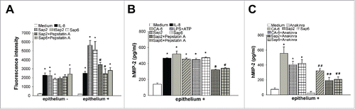 Figure 1. Effect of Saps on neutrophil migration and on MIP-2 production. Human fluorescent neutrophils were incubated for 2 h to the upper compartment of transwell filters containing Medium, IL-8 (100 ng/ml), Sap2, tSap2 or Sap6 (all 0.5 µg/ml) in the presence or absence of Pepstatin A (1 µg/ml) (A, left) or vaginal epithelium, stimulated for 24 h in the presence or absence (Medium) of IL-8 (100 ng/ml), Sap2, tSap2 or Sap6 (all 0.5 µg/ml), pretreated or not with Pepstatin A (1 µg/ml) (A, right), in the lower compartment. The number of migrating neutrophils into the lower compartment was measured by using fluorescence signal. Data are expressed as fluorescence intensity of migrated neutrophils (triplicates samples of 5 different experiments, mean ± SEM). Human MIP-2 was assessed on cultures supernatants of vaginal epithelium stimulated for 24 h in the presence or absence (Medium) of IL-8 (100 ng/ml), C. albicans (CA-6) (1 × 107/ml), LPS (10 µg/ml) plus ATP (5 mM), Sap2 or Sap6 (both 0.5 µg/ml), pretreated or not with Pepstatin A (1 µg/ml), by specific Elisa assay (triplicates samples of 5 different experiments, mean ± SEM) (B). Human MIP-2 was also assessed on cultures supernatants of vaginal epithelium unstimulated (Medium) or stimulated for 24 h with C. albicans (CA-6) (1 × 107/ml), Sap2 or Sap6 (both 0.5µg/ml) in the presence or absence of Anakinra (10 µM) by specific Elisa assay (triplicates samples of 3 different experiments, mean ± SEM) (C). *, p < 0.05 IL-8, CA-6, LPS plus ATP or Saps treated vs Medium treated. #, p < 0.05 Saps + Pepstatin A treated vs Saps treated. # #, p < 0.05 CA-6 or Saps + Anakinra treated vs CA-6 or Saps treated.