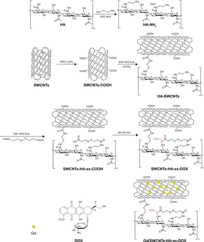 Figure 2 Structures and synthesis of Gd/SWCNTs-HA-ss-DOX.Abbreviations: DOX, doxorubicin; Gd, gadolinium; HA, hyaluronic acid; SWCNTs, single-walled carbon nanotubes.