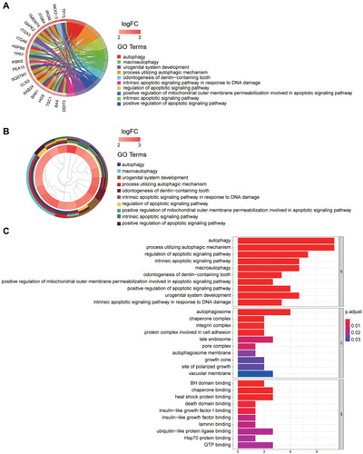 Figure 2 GO enrichment analysis of differentially expressed autophagy-related genes. (A) The GO circos plots of the DE-ATGs. The outer circle represents different genes and GO terms, the first 20 genes of 27 DE-ATGs being shown. The color depth of the outer circle of genes represents the logFC indicating gene expression level. The internal colorful ribbon represents the different GO terms the genes enriched. (B) The GO cluster of the DE-ATGs. The outer circle represents the GO terms the genes enriched, the inner circle represents the logFC of each gene, with the color depth corresponding to the gene expression level. (C) The top 10 significantly enriched GO terms were displayed in the bar plot. The length of the bar represents the number of genes enriched, and the color represents the correlation.