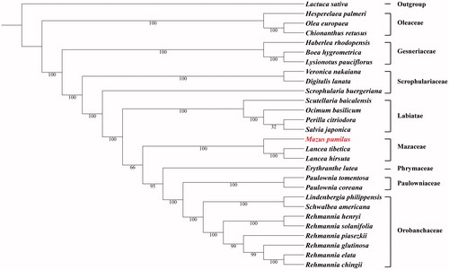 Figure 1. Maximum likelihood phylogenetic tree based on 28 complete chloroplast genome sequences. The number on each node indicates the bootstrap value. Accession numbers: Boea hygrometrica JN107811, Chionanthus retusus KY582962, Digitalis lanata KY085895, Erythranthe lutea KU705476, Haberlea rhodopensis KX657870, Hesperelaea palmeri LN515489, Lactuca sativa AP007232, Lancea hirsuta MG551489, Lancea tibetica MF593117, Lindenbergia philippensis HG530133, Lysionotus pauciflorus KX752081, Ocimum basilicum KY623639, Olea europaea GU228899, Paulownia coreana KP718622, Paulownia tomentosa KP718624, Perilla citriodora KT220684, Rehmannia chingii KX426347, Rehmannia elata KX636161, Rehmannia glutinosa KX636157, Rehmannia henryi KX636158, Rehmannia piasezkii KX636160, Rehmannia solanifolia KX636159, Salvia japonica KY646163, Schwalbea americana HG738866, Scrophularia buergeriana KP718626, Scutellaria baicalensis KR233163, Veronica nakaiana KT633216.