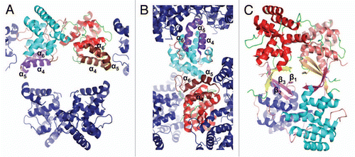 Figure 4 Crystal packing of the primase large subunit 4Fe-4S cluster domains. The figure highlights surrounding of helices α4, α5 and α6 in (A) human p58C/3Q36 and (B) yeast PriL-CTD and (C) β-strands in human p58C/3L9Q.