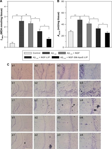 Figure 4 Biochemical analysis and histochemical staining of the brain of AD rats treated with NGF-SM-ApoE-LIP. rCL =30%; CSM =40 μg/mL; CApoE =40 μg/mL.Notes: (A) MDA level of the brain CA1 tissue after treating with LIP nanocarriers; *P<0.05; #P>0.05; **P<0.01; n=6, (B) AChE activity of the brain CA1 tissue after treating with LIP nanocarriers; *P<0.05; **P<0.01; n=6, (C) Nissl staining of the brain CA1 tissue after treating with LIP nanocarriers; (a) control; (b) Aβ1–42; (c) Aβ1–42 + NGF; (d) Aβ1–42 + NGF-LIP; (e) Aβ1–42 + NGF-SM-ApoE-LIP; (a1, b1, c1, d1, e1) 40×; (a2, b2, c2, d2, e2) 100×; (a3, b3, c3, d3, e3) 200×; (a4, b4, c4, d4, e4) 400×. a1, a2, a3, and a4 were obtained from magnification at 40×, 100×, 200×, and 400×, respectively. The difference between a1–a4 is the same for b, c, d, and e.Abbreviations: rCL, weight percentage of cardiolipin in bilayer (%); CSM, concentration of serotonin modulator; CApoE, concentration of apolipoprotein E; LIP, liposome; SM, serotonin modulator; NGF, nerve growth factor; MDA, malondialdehyde.