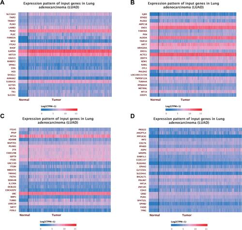 Figure 4 (A) The heat map of the first 25 co-expressed genes with SLC16A3 in LUAD. (B) The heat map of the 25 to 50 co-expressed genes with SLC16A3 in LUAD. (C) The heat map of the top 50 to 75 co-expressed genes with SLC16A3 in LUAD. (D) The heat map of the top 75 to 100 co-expressed genes with SLC16A3 in LUAD.