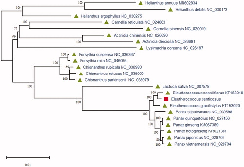 Figure 1. Maximum-likelihood (ML) phylogenetic tree based on 23 plant species chloroplast genome sequences using MEGA X. All the numbers at each node indicate the ML bootstrap values.