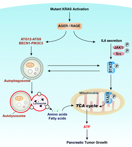 Figure 1. AGER, pSTAT3 and autophagy sustain bioenergetics during pancreatic cancer growth. Mutant KRAS is a master regulator of pancreatic cancer initiation and progression. AGER is expressed concurrently with progression of KRAS-promoted progression of pancreatic PanIN lesions. Autophagy is a process of degradation in which double-membrane autophagosomes sequester cytoplasmic material and fuse with lysosomes, where they are degraded and recycled to feed the tricarboxylic acid (TCA) cycle and support ATP production in mitochondria. Overexpression of AGER promotes autophagy by increasing ATG12–ATG5 conjugation and BECN1-PIK3C3 complex formation. In addition, AGER inhibits IL6 autocrine/paracrine secretion and IL6-induced phosphorylation of STAT3 at Ser727. Phosphorylation of STAT3 at this residue is important for its mitochondrial localization and enhancement of oxidative phosphorylation. There is also a positive feedback loop operative between autophagy and activation of mitochondrial pSTAT3. Thus the AGER-IL6-pSTAT3 autophagic pathway enhances bioenergetics and promotes pancreatic tumor growth.
