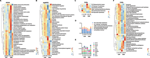 Figure 4. Metagenomic analysis and comparison between fecal microbiota of infants fed by healthy mothers and mothers with GDM. (a) Functional gene expression of fecal bacteria in infants fed by CON and GDM mothers in KEGG database, red for cellular processes, yellow for organismal systems, blue for human diseases, green for metabolism, purple represents environmental information processing and black represents genetic information processing. (b) Expression of functional genes of fecal bacterial populations of infants in the CON and GDM groups in the eggNOG database. (c) Functional gene expression of fecal bacteria in CON and GDM groups in CAZy database. (d) Quantitative analysis of the expression of genes encoding glycoside hydrolases (GHs) in different groups. (e) The expression of major GH and glycosyl transferases (GTs) families in different groups. (f) Heat map analysis of specific genes of CAZy enzymes in different groups.