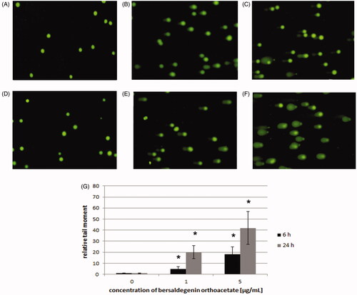 Figure 8. Induction of DNA damage by bersaldegenin-1,3,5-orthoacetate in HeLa cells. Cells were treated with concentrations of 1.0 and 5.0 μg/mL for 6 and 24 h. The extent of DNA damage was compared to control cells. (A–F) represent images of DNA damage induced in HeLa cells treated with DMSO (A) and the compound 1.0 µg/mL (B), 5.0 µg/mL (C) for 6 h and DMSO (D) and the compound 1.0 µg/mL (E), 5.0 µg/mL (F) for 24 h. DNA damage was analysed with the comet assay and defined as tail moment (G). Results are means of (± SD) of three repetitions. Significant differences between control and treated samples are indicated with an ‘*’ (p < 0.05).