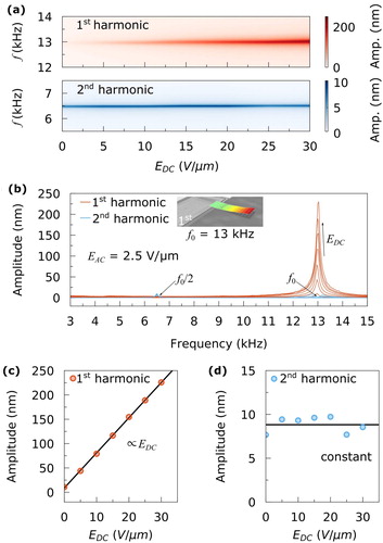 Figure 4. Electrostrictive and piezoelectric response of the first flexural mode as a function of bias field applied to the ferroelectric polymer. An AC field of 2.5 V/µm was used to excite the microcantilever. (a) Amplitude of the first and second harmonic signal as a function of increasing bias field EDC measured around the mechanical resonance frequency f0 = 13 kHz and f0/2. (b) Amplitude of the first and second harmonic signal measured over the frequency range from 3 kHz to 15 kHz, which includes f0 and f0/2, showing the significant contrast between the electrostrictive and piezoelectric response as a function of the applied bias field EDC. (c),(d) Maximum amplitude of the first and second harmonic resonance peak as a function of the bias field EDC. The piezoelectric response increases linearly with increasing EDC. In contrast, an increased EDC shows no impact on the electrostrictive response.