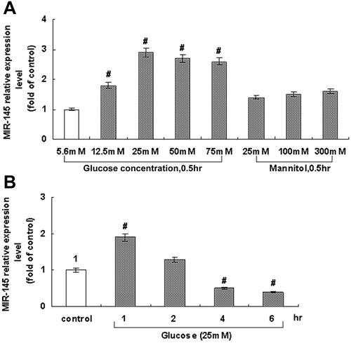 Figure 1 Effect of glucose level on miR145 expression in cultured RAECs. (A) Treatment with different glucose levels for 30 minutes. Mannitol failed to affect miR145 expression. (B) Treatment with 25 mmol/L glucose for different periods. Average expression with 5.6 mmol/L glucose with time normalized as “1”. #P<0.05 vs control (n=4 each).