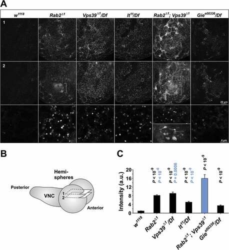 Figure 7. Accumulation of GFP-LAMP in the CNS of Rab2, HOPS and Gie/Arl8 mutant larvae. (A) Micrographs of right brain hemispheres from fixed L3 larvae ubiquitously expressing GFP-LAMP. The plane of section for the top row (labeled ‘1’) is near the dorsal surface of the hemisphere, while that for the middle row (labeled ‘2’) is about 2 µm deeper in the preparation. The schematic in (B) shows the approximate position of the two optical sections in a live brain, with labels ‘1’ and ‘2’ corresponding to those in (A). (A, middle) A prominent structure (brackets) with clusters of GFP-LAMP granules appeared exclusively in Rab2Δ1 mutants and Rab2Δ1; Vps39Δ1 double mutants. (A, bottom) Areas representative of GFP-LAMP signal accumulation at high resolution. Large GFP-LAMP-positive vacuoles, only occurring in Rab2Δ1; Vps39Δ1 double mutants, are also shown (bottom inset). Single optical slices; medial is right, anterior down. (C) The amount of GFP signal contained in GFP-LAMP granules in the dorsal aspect of the brain hemispheres. The following numbers of larvae (hemispheres) were analyzed (ANOVA followed by Tukey HSD test): 16 w1118, 15 Rab2Δ1, 7 Vps39Δ1/Df, 10 lt22/Df, 9 Rab2Δ1; Vps39Δ1, and 11 Giee00336/Df. P-values in black and blue represent comparisons to w1118 and Rab2Δ1; Vps39Δ1, respectively