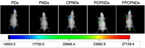 Figure 9 In vivo image of RFP gene expression delivered by FPCPNDs and its reference formulations injected into bearing 4T1 tumor xenografts BALB/c mice monitored by an NIR fluorescence imaging system 24 hrs after injection.Abbreviations: FPCPNDs, FA-PEG-CCTS/PEI/NLS/pDNA; PND, PEI/NLS/pDNA; PCPNDs, PEG-CCTS/PEI/NLS/pDNA; PDs, PEI/pDNA; CPNDs, CCTS/PEI/NLS/pDNA; FA, folate acid; PEG, polyethylene glycol; CCTS, carboxylated chitosan; PEI, polyethyleneimine; NLS, nuclear localization sequences; RFP, red fluorescence protein.