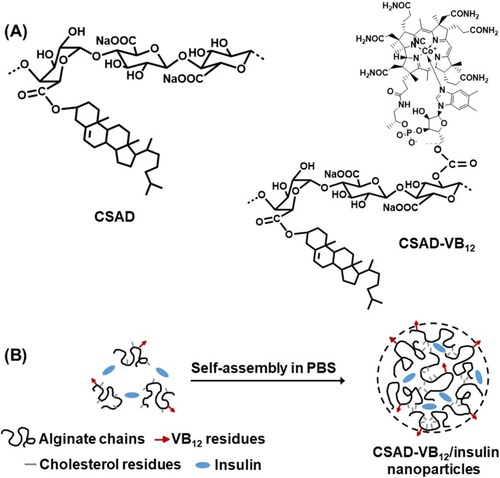Scheme 1 (A) Chemical structures of the CSAD derivative and CSAD-VB12 derivative and (B) proposed self-assembly mechanism of CSAD-VB12/insulin nanoparticles.